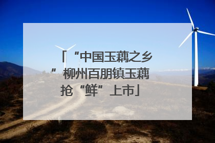 “中国玉藕之乡”柳州百朋镇玉藕抢“鲜”上市