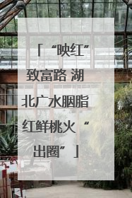 “映红”致富路 湖北广水胭脂红鲜桃火“出圈”