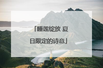 睡莲绽放 夏日限定的诗意