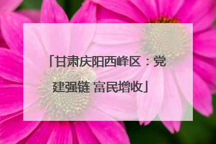 甘肃庆阳西峰区：党建强链 富民增收