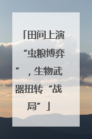 田间上演“虫粮博弈”，生物武器扭转“战局”