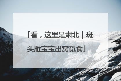 看，这里是肃北｜斑头雁宝宝出窝觅食