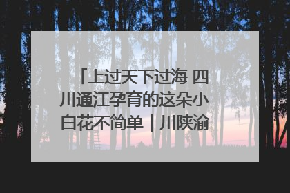 上过天下过海 四川通江孕育的这朵小白花不简单｜川陕渝网络名人巴中行