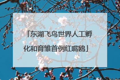 东湖飞鸟世界人工孵化和育雏首例红嘴鸥