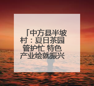 中方县半坡村：夏日茶园管护忙 特色产业绘就振兴新图景