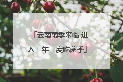 云南雨季来临 进入一年一度吃菌季