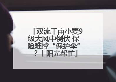 双流千亩小麦9级大风中倒伏 保险难撑“保护伞”？丨阳光帮忙