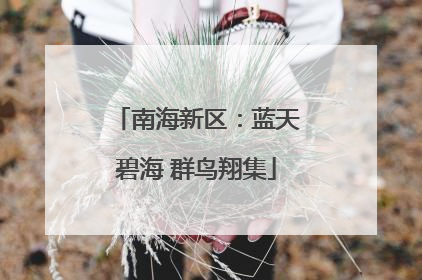 南海新区：蓝天碧海 群鸟翔集