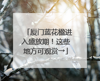 厦门蓝花楹进入盛放期！这些地方可观赏→