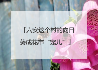 六安这个村的向日葵成花市“宠儿”