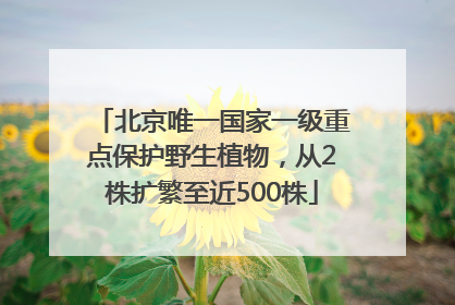 北京唯一国家一级重点保护野生植物，从2株扩繁至近500株