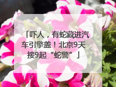 吓人，有蛇藏进汽车引擎盖！北京9天接9起“蛇警”