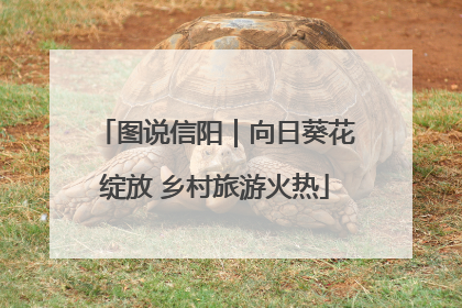 图说信阳｜向日葵花绽放 乡村旅游火热