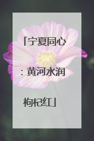 宁夏同心：黄河水润枸杞红