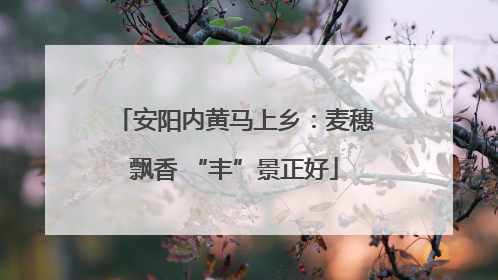 安阳内黄马上乡：麦穗飘香 “丰”景正好
