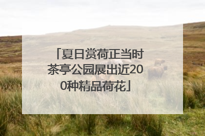 夏日赏荷正当时 茶亭公园展出近200种精品荷花