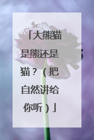 大熊猫是熊还是猫？（把自然讲给你听）