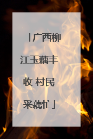 广西柳江玉藕丰收 村民采藕忙