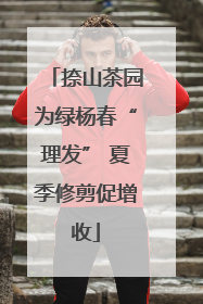 捺山茶园为绿杨春“理发” 夏季修剪促增收