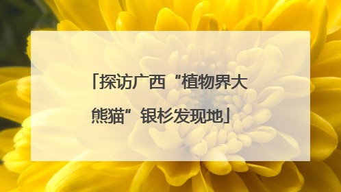探访广西“植物界大熊猫”银杉发现地