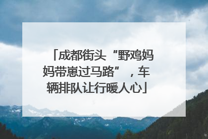 成都街头“野鸡妈妈带崽过马路”，车辆排队让行暖人心