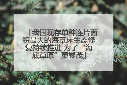 我国现存单种连片面积最大的海草床生态修复持续推进 为了“海底草原”更繁茂