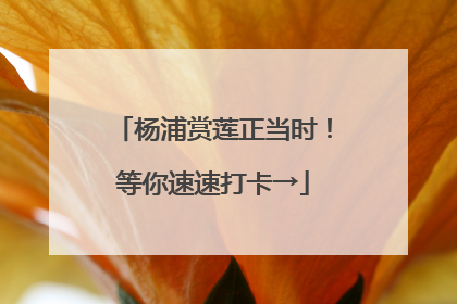 杨浦赏莲正当时！等你速速打卡→