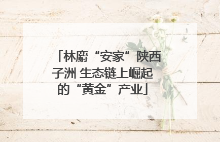林麝“安家”陕西子洲 生态链上崛起的“黄金”产业