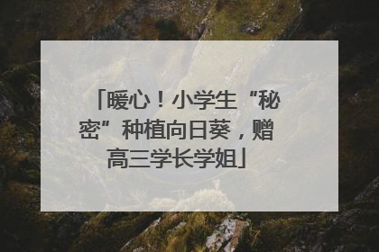 暖心！小学生“秘密”种植向日葵，赠高三学长学姐