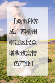 桑蚕种养成广西柳州柳江区民众增收致富特色产业