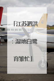 江苏泗洪：湿地白鹭育雏忙