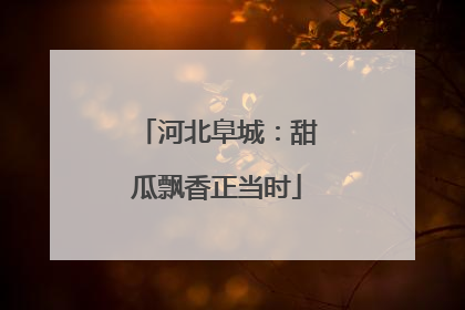 河北阜城：甜瓜飘香正当时