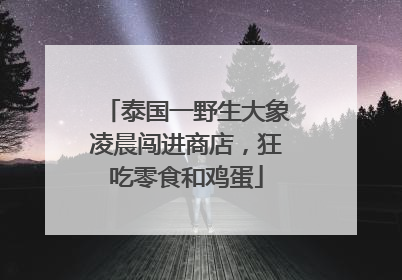 泰国一野生大象凌晨闯进商店，狂吃零食和鸡蛋