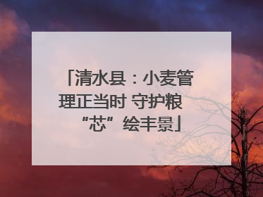 清水县：小麦管理正当时 守护粮“芯”绘丰景