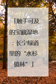 触手可及的宝藏湿地：长宁绿道里的“水杉镜林”