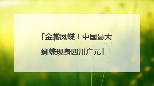 金裳凤蝶！中国最大蝴蝶现身四川广元