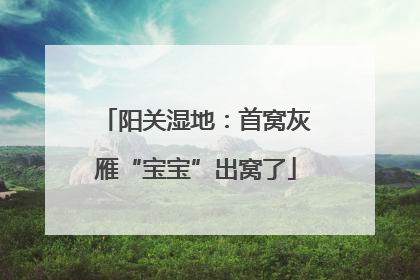 阳关湿地：首窝灰雁“宝宝”出窝了