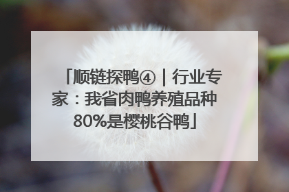顺链探鸭④｜行业专家：我省肉鸭养殖品种80%是樱桃谷鸭