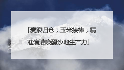 麦浪归仓，玉米接棒，精准滴灌唤醒沙地生产力