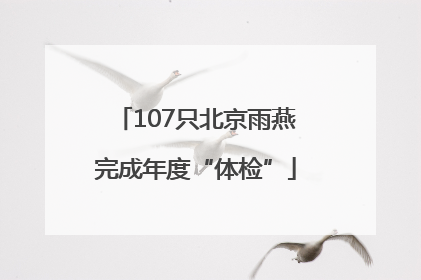107只北京雨燕完成年度“体检”